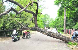 An uprooted tree puts commuters to inconvenience in Ludhiana.