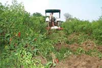 Darshan Singh destroys his infected chilli crop in Mashana village