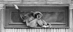 In this file photo taken on June 15, 2010, a white-handed gibbon sits in his enclosure at the Tierpark Friedrichsfelde zoo in Berlin. Scientists said on August 10, 2011, they had uncovered the secret behind the extraordinary jumping ability of the white-handed gibbon, capable in the wild of leaping across more than 33 feet in gaps in the forest canopy