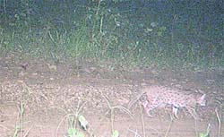 The rusty spotted cat photographed in Jim Corbett National Park.