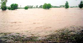 Paddy fields under knee-deep water at a Phagwara village on Saturday.