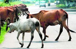 Stray cattle roam in the middle of the road separating Sectors 10 and 11 in Panchkula