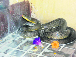 A rat snake that entered a house in Mussoorie on Monday.
