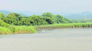 Wild growth of plants covering the once dry bed of Sukhna Lake, which has now come under the control of the UT forest department.