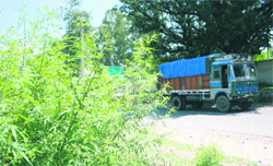 Cannabis bushes along the Jammu-Srinagar National Highway near Nagrota.