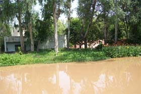 The Sirhind canal is full to its brim. Increasing pollution has reduced its capacity to carry water and the localities on its banks run the risk of getting flooded in case of a breach