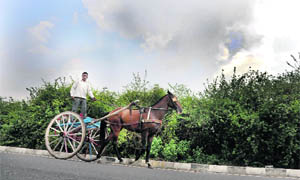 A man enjoys a horse-cart ride on a cloudy day on the national highway in Karnal. 