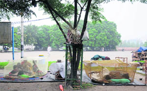 A roadside vendors family takes cover under a mosquito net in Karnal. 