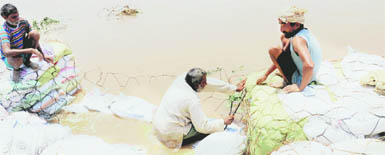 Labourers lay down studs at the dhussi bundh at Baopur village in Shahkot. 
