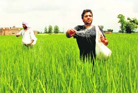 Farmers spray fertiliser on paddy at Chachu Majra village in Mohali