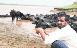 Mohammad Shafi with his livestock on the banks of the Tawi in RS Pura