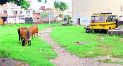 Cattle grazing in the streets of Putlighar area in Amritsar