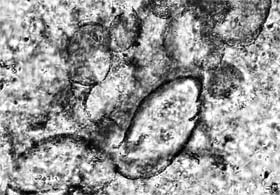 Earths oldest fossils, found by researchers in Australia, are seen in this photograph released in London by Oxford University.