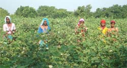 Women busy in picking cotton near Abohar