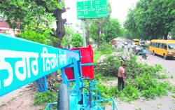 Tree branches being cut by the Mohali Municipal Corporation to improve visibility of newly installed road signs in Phase 3-A, Mohali