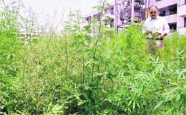 Wild growth around Chandigarh Housing Board flats at Sector 51, Chandigarh