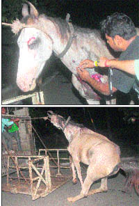 People for Animals activists reach the spot and try to lift the horse into their truck for further treatment to the hospital for animals at Senonk village.