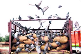 Pigeons merrily feast themselves on wheat stock in a vehicle at the Sewani grain market in Bhiwani district on Sunday.
