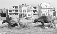 Stray cattle move around in a residential area;