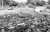 Garbage strewn near a nullah at Sector 17 on the entrance of Panchkula from the railway station. 