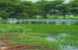 A submerged paddy field in the flood-hit border village Ghurka in Fazilka sub-division. 