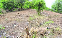 A levelled part of a hillock near Kasauli village