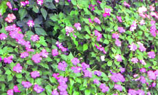 Impatience gives its best even in corners where sunlight does not reach