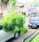The branch of a tree that fell on the roof of a car in front of a house in Sector 29, Chandigarh. 