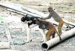 Monkeys play with a dog in Shimla. The monkey menace has hit the entire state with Shimla alone home to over three lakh monkeys. In the past three years, over 29,000 monkeys have been sterilised.