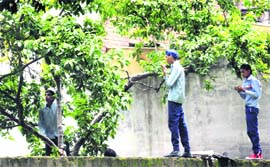 Fruit of labour! Children pluck guavas after school hours in Chandigarh