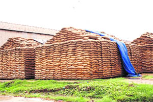 Wheat stock lies uncovered in Rohtaks grain market even though the rainy season is in full swing.