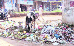 Heaps of garbage lie in front of the municipal council office in Jagraon