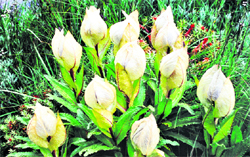 Brahma Kamal