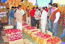 Apple growers sell their apples at a Bhatta Kuffer mandi in Shimla on Friday. 