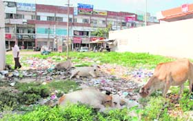 Heaps of garbage strewn opposite the Sector 16 market in Panchkula