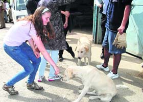 A student of Woodstock School feed stray dogs in Mussoorie on Sunday