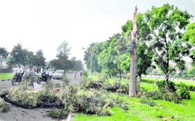 A tree on the PAU campus in Ludhiana, which fell after the lightning struck it