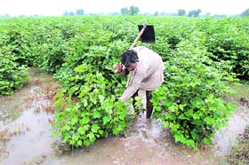 A cotton grower drains water from his field to save his crop from damage, near Bathinda on Monday