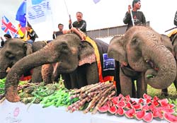 Elephants eat fruits during a buffet as a part of the annual Kings Cup elephant polo tournament at Hua Hin in Thailand on Monday. The tournament, which is held to promote elephant conservation, is taking place 
