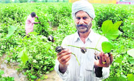 A farmer of Jodhpura Romna village of Bathinda shows rotten cotton balls following incessant rains. 