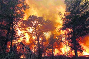 Flames roar near a state park at Bastrop, Texas. Wildfires have destroyed at least 500 homes across Texas even as authorities raced to evacuate residents and firefighters battled some of the worst blazes in the states history