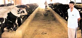 Deepak Sura at his dairy farm in Bugana village.