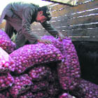 Averting bulb crisis