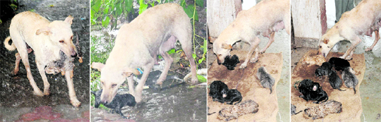 A dog carries its pups to safety following heavy rain in Sector 8, Chandigarh, on Friday