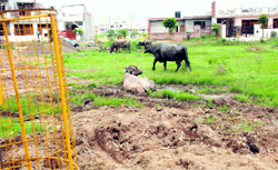 A park at Sector 80 in a pathetic condition