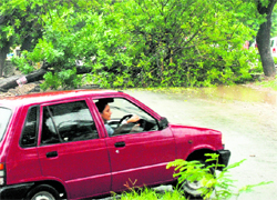 A motorist has to turn around as a road is blocked by a fallen tree at Phase V, Mohali