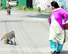 Monkeys are a major irritant to pedestrians in Shimla