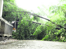 A tree which was uprooted due to heavy rain in the mini-secretariat in Ludhiana 