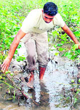  A farmer inspects the damage to his cotton crop in Bharu village of  Bathinda