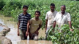 Cotton crop has been damaged or discoloured due to the incessant rains.